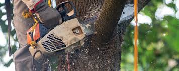 Best Fruit Tree Pruning  in Timberline Fernwood, AZ