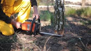 Best Tree Risk Assessment  in Timberline Fernwood, AZ