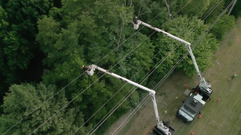 Best Hazardous Tree Removal  in Timberline Fernwood, AZ