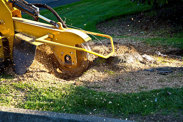 Best Tree Maintenance Programs  in Timberline Fernwood, AZ