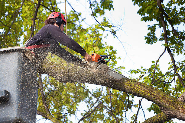 Best Tree Cabling and Bracing  in Timberline Fernwood, AZ